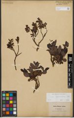 Foto von Salix waldsteiniana Willd.